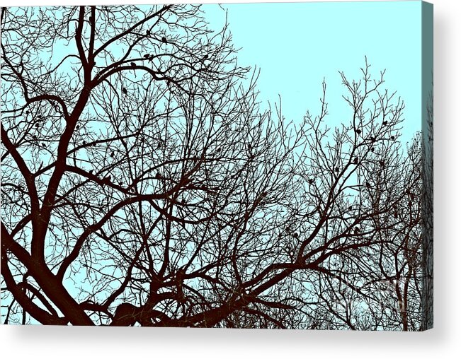 Nature Acrylic Print featuring the photograph Birds in the Silhouetted Tree by Frank J Casella