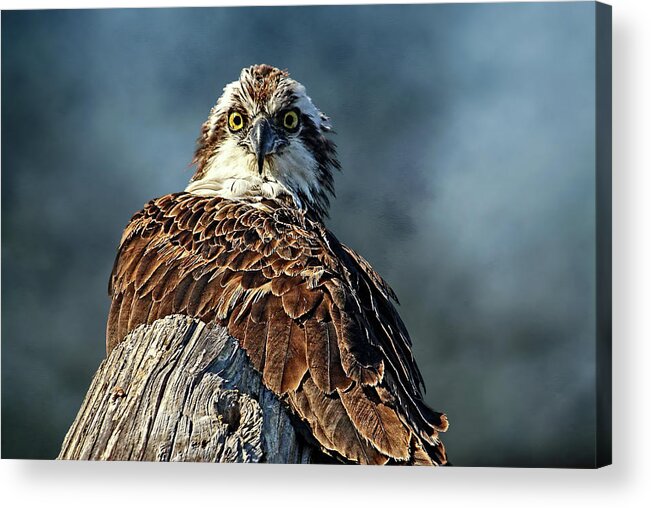 Osprey Acrylic Print featuring the photograph Birds - Osprey - The Look by HH Photography of Florida