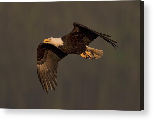 Bald Eagle Acrylic Print featuring the photograph Along the Strait by Scott Warner