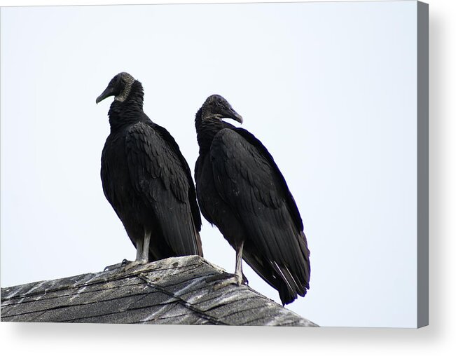  Acrylic Print featuring the photograph Black Vultures by Heather E Harman