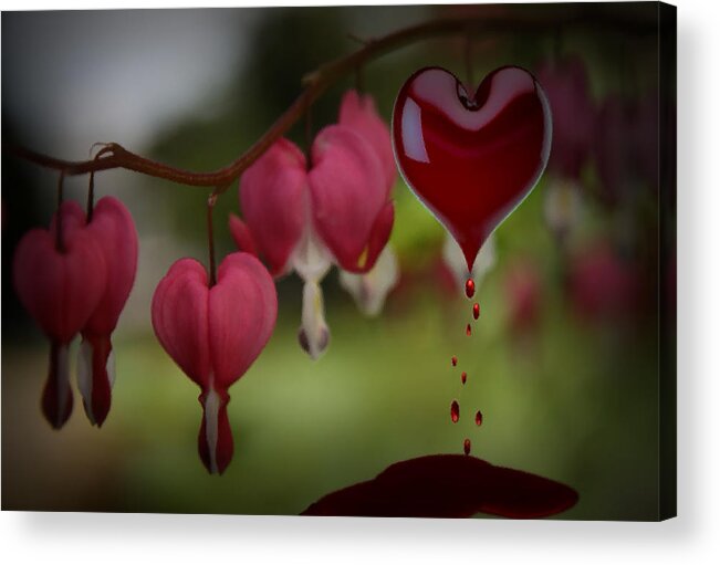 Flower Acrylic Print featuring the digital art Bleeding Heart by DJ Florek