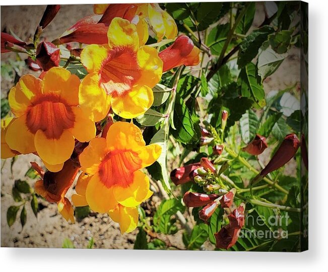 Outdoor Nature Acrylic Print featuring the photograph Bloom for Sunshine by Dipali Shah