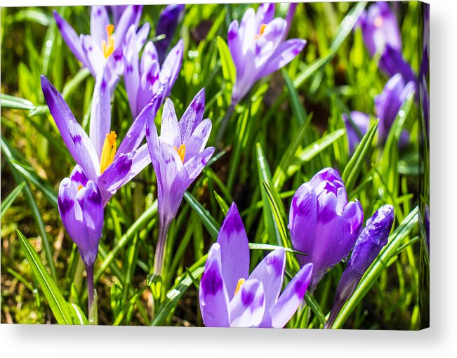 Grass Acrylic Print featuring the photograph Blooming crocus flowers by Yuriy Semak / FOAP