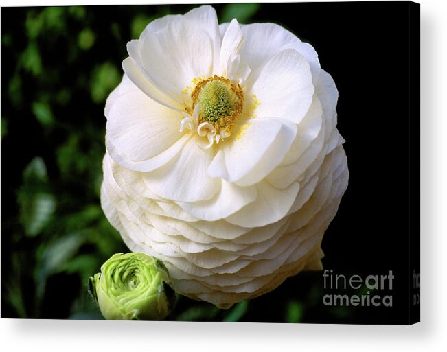 Bloomingdale White Shades Acrylic Print featuring the photograph Bloomingdale White Shades Flower Blossom by William Kuta