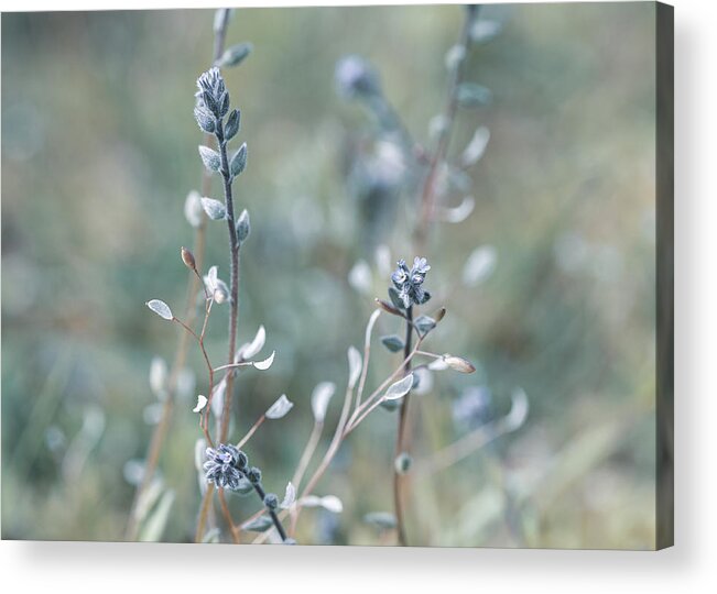 Plant Acrylic Print featuring the photograph Blue Field of Wild Flowers by Amelia Pearn