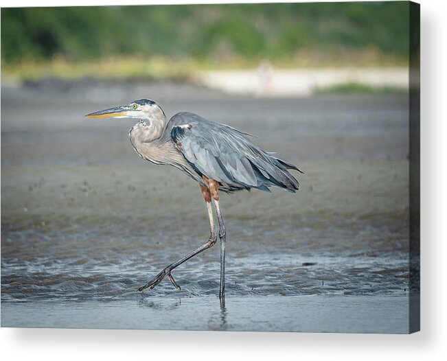 Heron Acrylic Print featuring the photograph Blue Heron by Lori Rowland