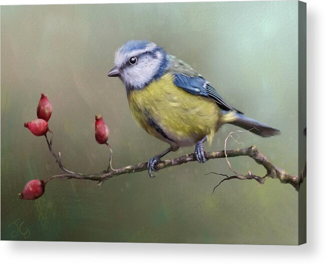 Eurasian Blue Tit Acrylic Print featuring the painting Blue Tit and Rose Hips by Joe Gilronan