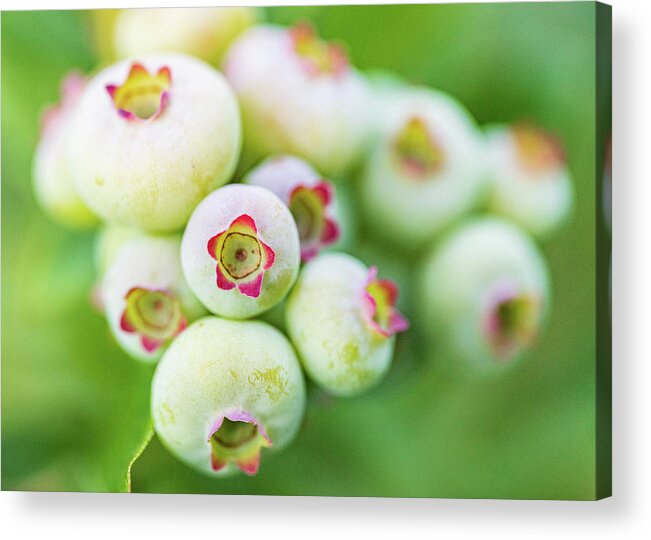 Plants Acrylic Print featuring the photograph Blueberry Bush in Spring by Amelia Pearn