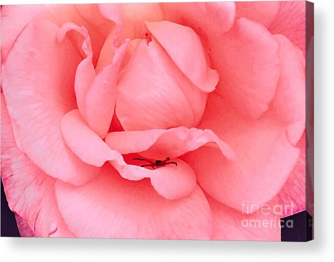 Rose Acrylic Print featuring the photograph Blushing Rose has a Visitor by Charlene Adler