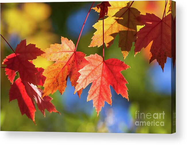 Fall Leaves Acrylic Print featuring the photograph Brilliant Fall Leaves by Mimi Ditchie