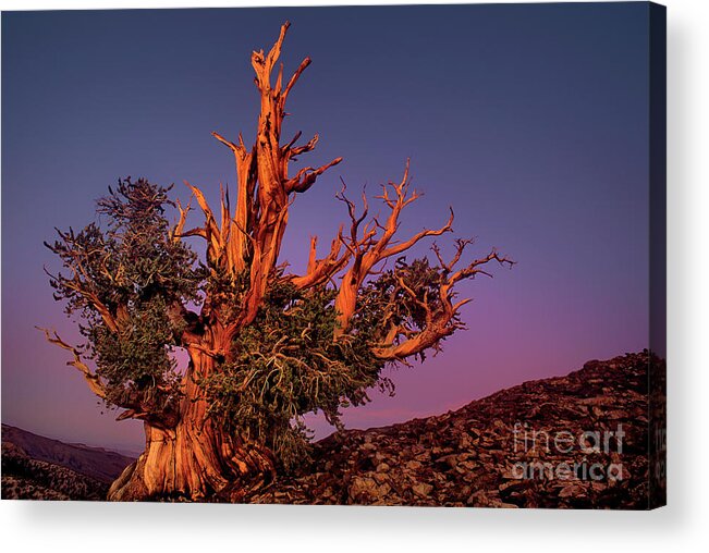 Dave Welling Acrylic Print featuring the photograph Bristelcone Pine Pinus Longeava Sunset California by Dave Welling