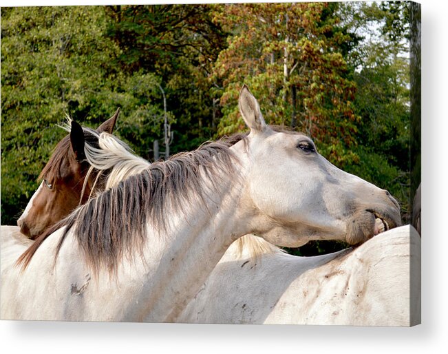 Horse Love Acrylic Print featuring the photograph Bromance by Listen To Your Horse