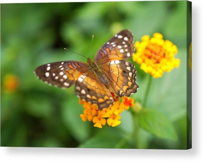 Butterfly Acrylic Print featuring the photograph Brown Peacock Butterfly by Rona Black