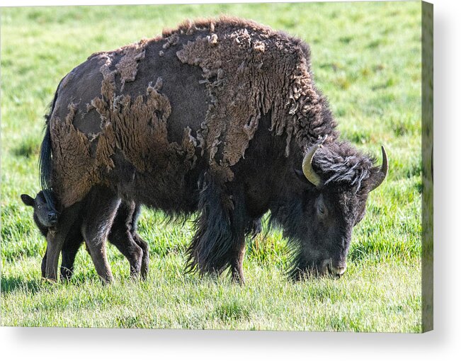 Buffalo With Baby Beefalo Acrylic Print featuring the digital art Buffalo with baby beefalo by Tammy Keyes