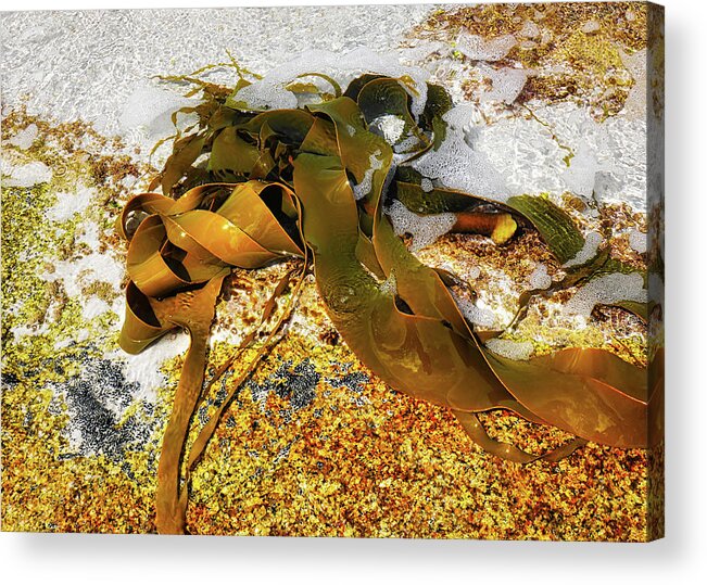 Bull Kelp. Kelp Acrylic Print featuring the photograph Bull Kelp on Rock by Lexa Harpell