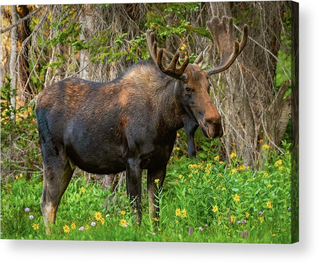 Moose Acrylic Print featuring the photograph Bull Moose Strikes a Pose by Gary Kochel