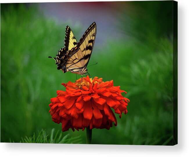 Butterfly Acrylic Print featuring the photograph Butterly Macro by Penny Miller