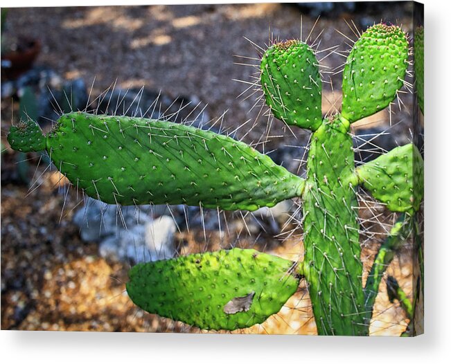 Cactus Acrylic Print featuring the photograph Cactus Beauty by Richard Goldman