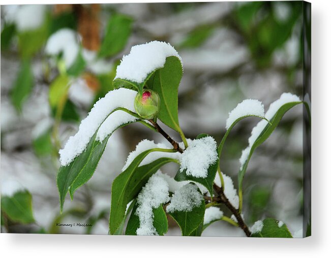 Camellia Acrylic Print featuring the photograph Camellia Bud in the Snow by Kimmary I MacLean