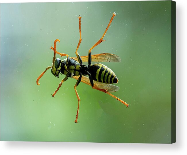 Bee Acrylic Print featuring the photograph Can I Come In by Cathy Kovarik