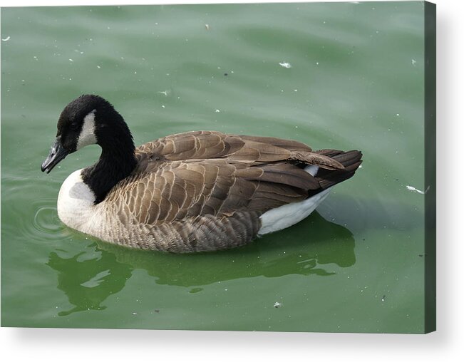  Acrylic Print featuring the photograph Canada Goose by Heather E Harman