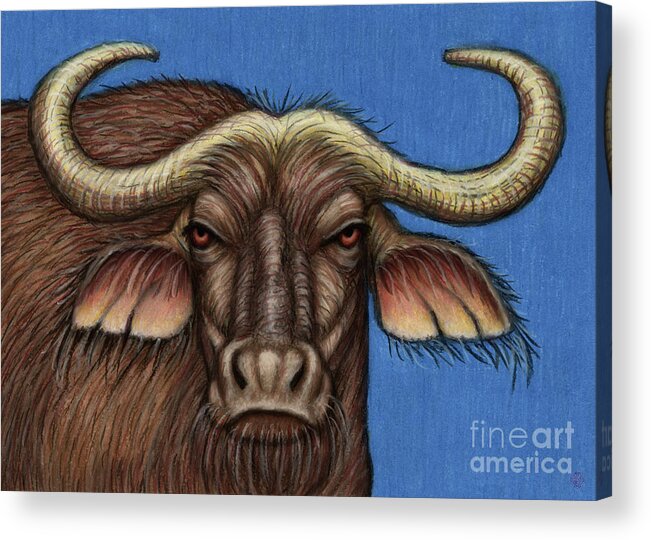 Buffalo Acrylic Print featuring the painting Cape Buffalo by Amy E Fraser