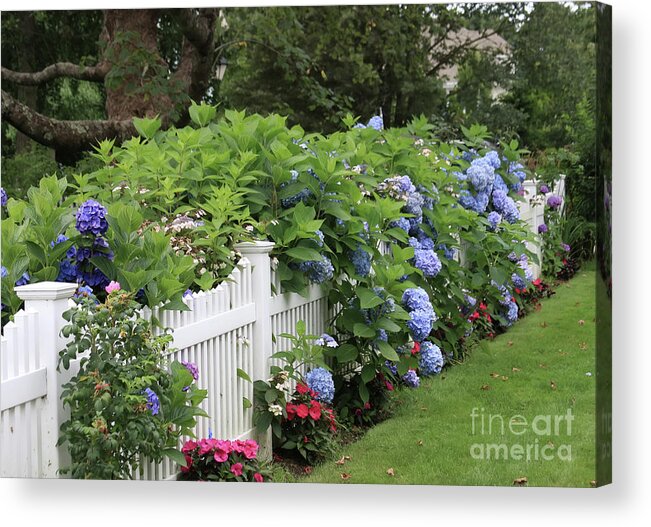 Hydrangeas In Garden Acrylic Print featuring the photograph Cape Cod Flower Garden by Jayne Carney