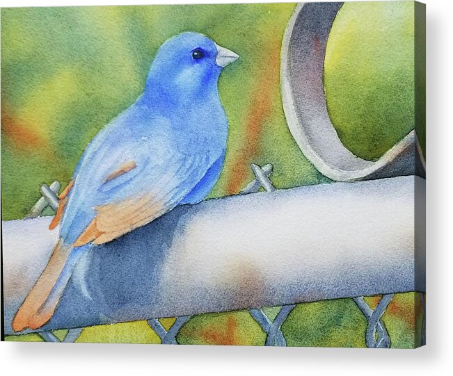 Bird Acrylic Print featuring the painting Chain Link Perch by Judy Mercer
