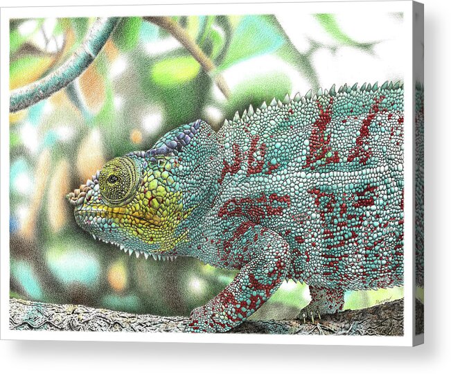Chameleon Acrylic Print featuring the drawing Chameleon by Casey 'Remrov' Vormer