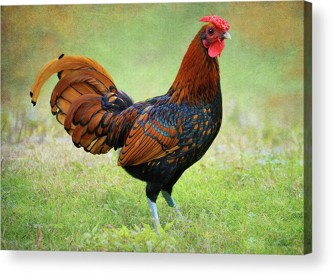 Rooster Acrylic Print featuring the mixed media Chicken Art 2 by Fran J Scott