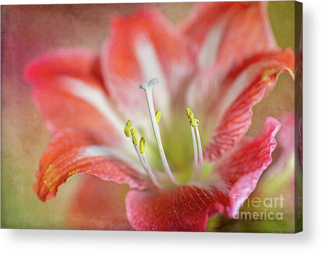 Pink Acrylic Print featuring the photograph Christmas Flower by Amy Dundon