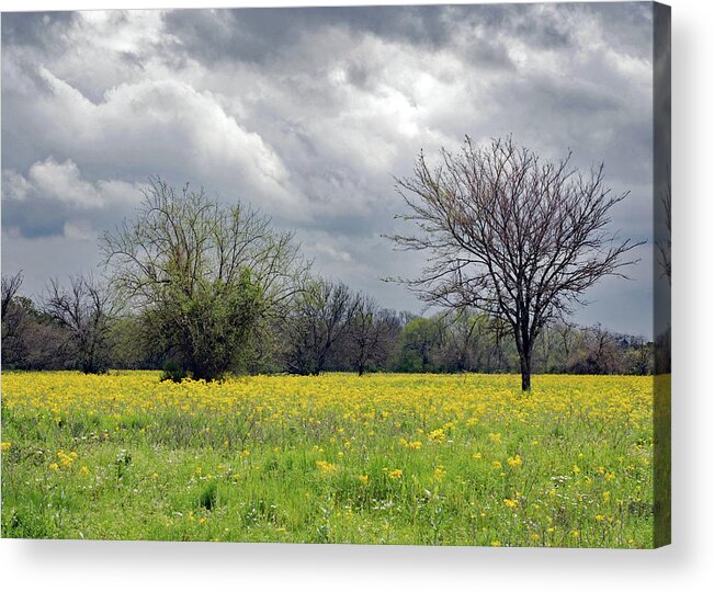 Floral Landscape Acrylic Print featuring the photograph Clouds of Gray on Texas Field of Damianita by Connie Fox