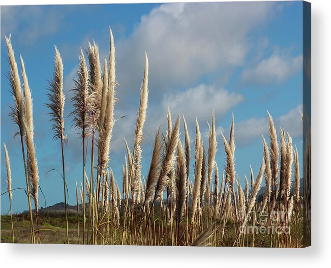 Half Moon Bay Acrylic Print featuring the photograph Coastal Reeds by Suzanne Luft