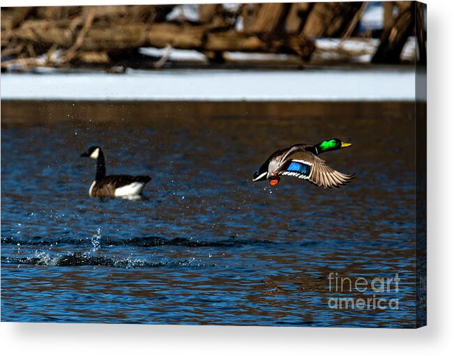 Goose Acrylic Print featuring the photograph Colorful Goose and Duck by Sandra J's