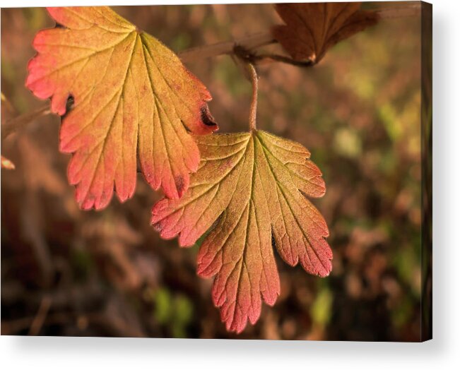 Colorful Leaves Acrylic Print featuring the photograph Colorful Leaves by Sandra J's