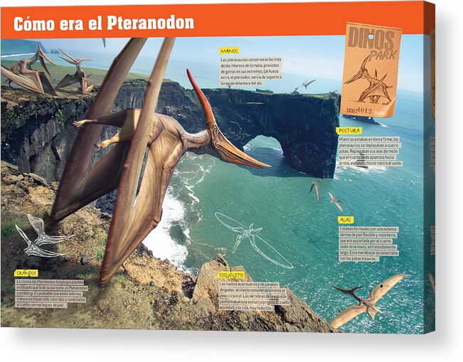 Mesozoico Acrylic Print featuring the digital art Como era el Pteranodon by Album