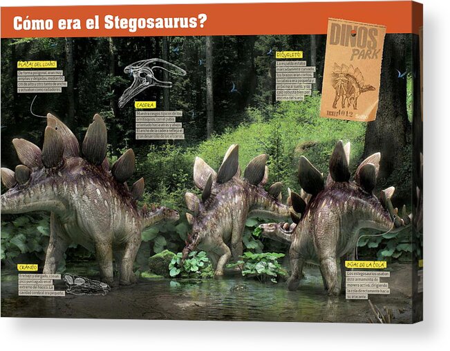 Paleontologia Acrylic Print featuring the digital art Como era el Stegosaurus by Album