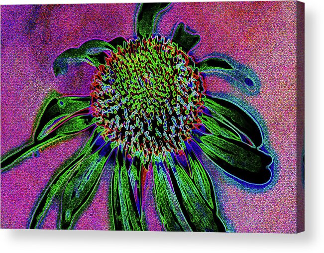 Coneflower Acrylic Print featuring the photograph Coneflower by Simone Hester