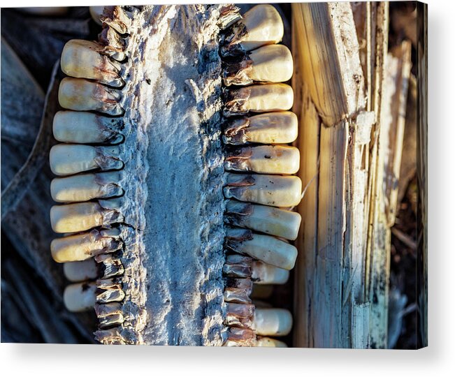Corn Acrylic Print featuring the photograph Corn Close Up by Amelia Pearn