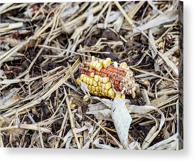 Corn Acrylic Print featuring the photograph Corn in the Field by Amelia Pearn