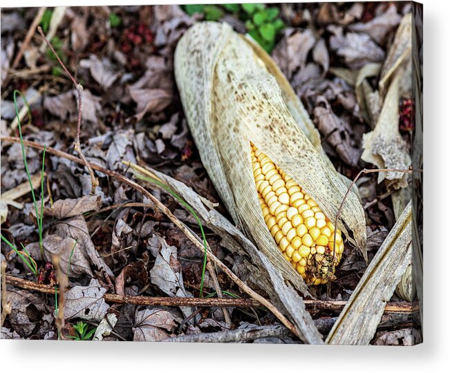 Corn Acrylic Print featuring the photograph Corn on the Grounds by Amelia Pearn