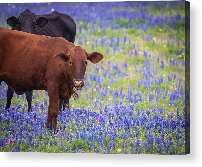 Hill Country Acrylic Print featuring the photograph Cows in Bluebonnets by Erin K Images