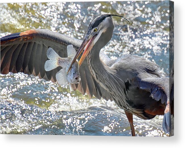 Great Blue Heron Acrylic Print featuring the photograph Crappie Day by Michael Frank