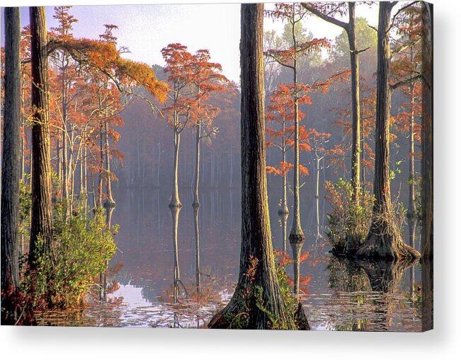 Cypress Pond Acrylic Print featuring the photograph Cypress Pond by Jim Dollar
