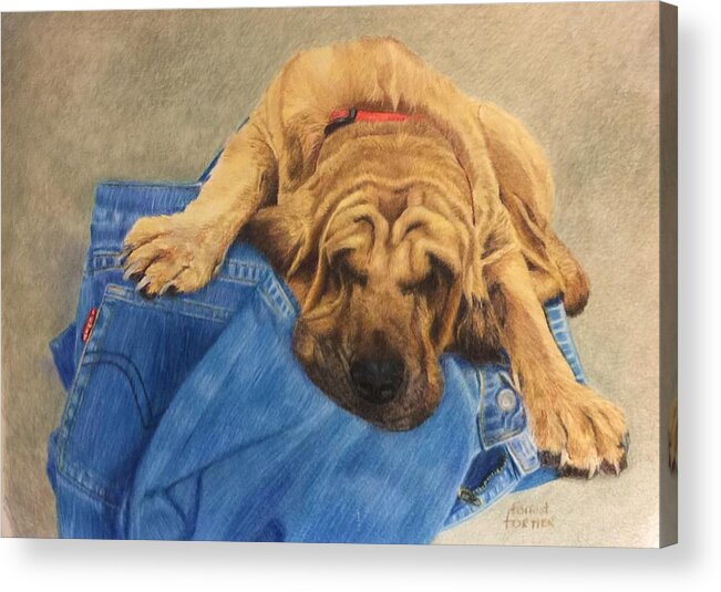 Hound Dog Acrylic Print featuring the painting Daddys Jeans by Forrest Fortier