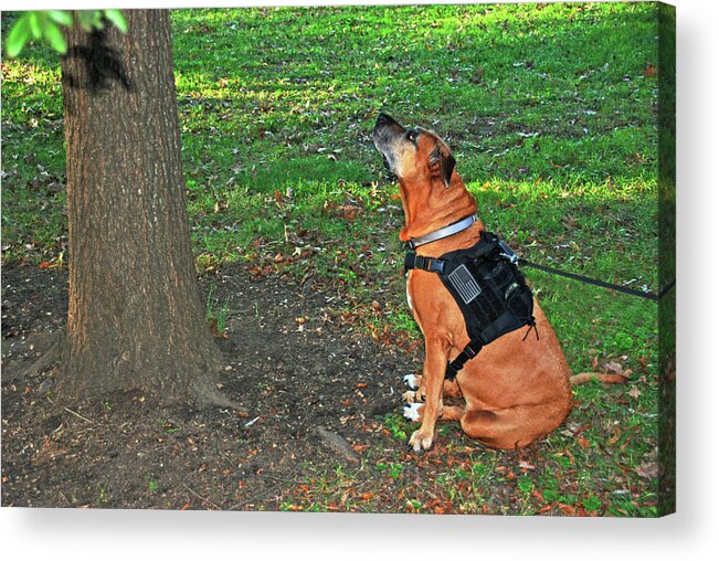 Dog Acrylic Print featuring the photograph Daisy and the squirrel by Bill Jonscher