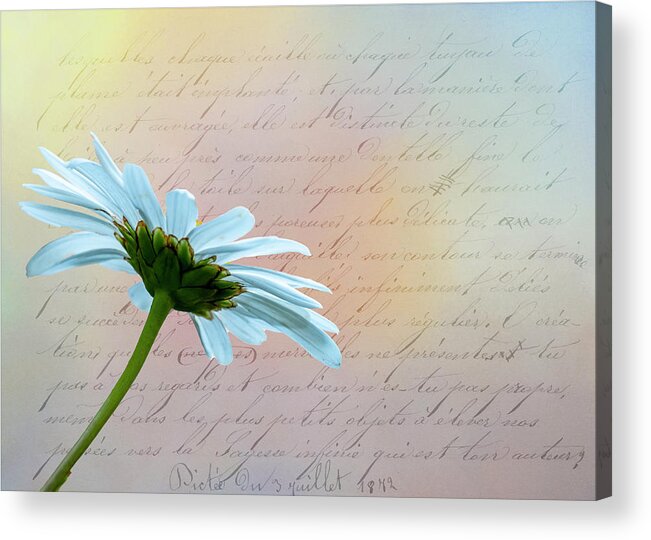 Flower Acrylic Print featuring the photograph Daisy by Cathy Kovarik