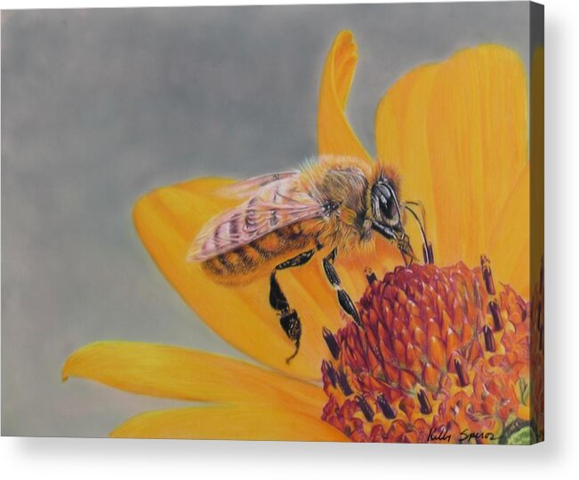 Bee Acrylic Print featuring the drawing Daisy Delight by Kelly Speros