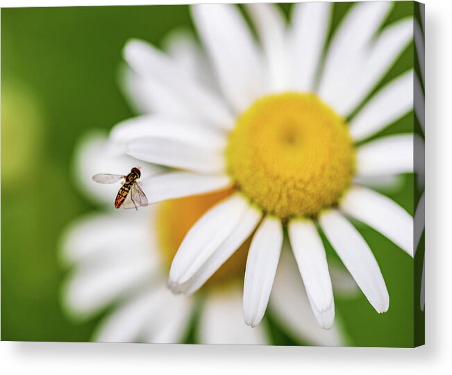 Flowers Acrylic Print featuring the photograph Daisy Flower - Macro Photography by Amelia Pearn
