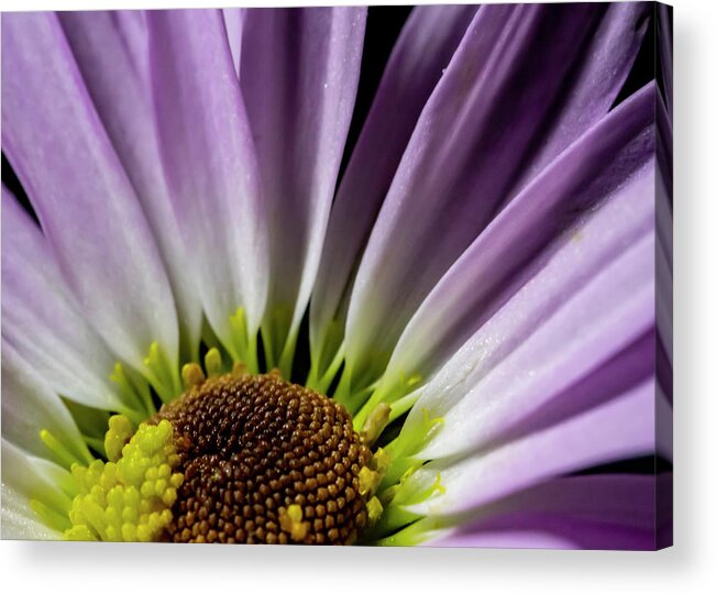 Purple Acrylic Print featuring the photograph Daisy Macro by Cathy Kovarik